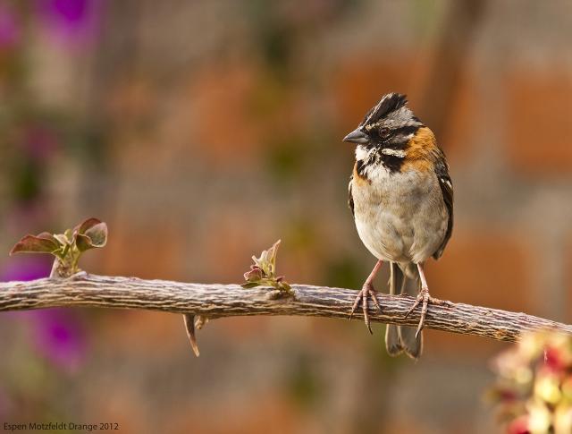 Rufus-Collared Sparrow
